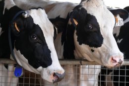 В Кузбассе инфицированных коров смешали со здоровыми