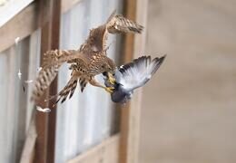 Хищные птицы атакуют города Кузбасса