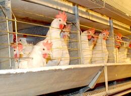 Россия столкнулась с проблемой производства курятины