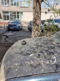 Брошенные машины в Новокузнецке нужны только... голубям